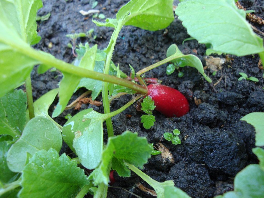 Field Notes from the Allotment
